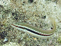 Knochenfische